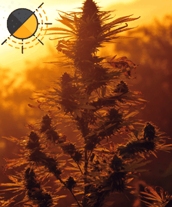 Cannabis benötigt Dunkelheit