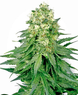 White Widow Cannabis Sorte Indica Dominanz