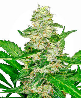 Super Skunk Automiatic Ruderalis Dominanz