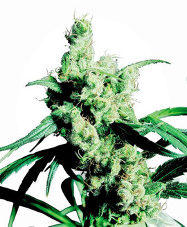 Silver Haze Cannabis Sorte Sativa Dominanz