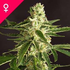 Amnesia Cannabis Sorte