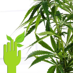 cannabis sorte einfach