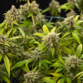 Cannabis Blüten