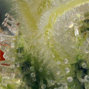 Cannabis Trichome