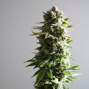 Cannabis Cola
