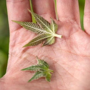 Cannabis Zuckerblätter