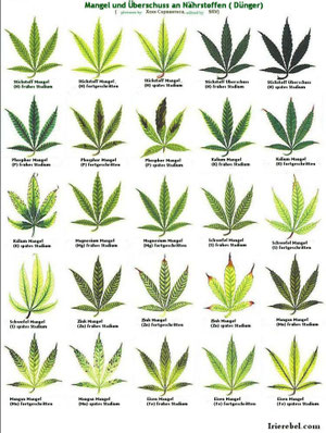 Cannabis braucht Dünger (Mangel)