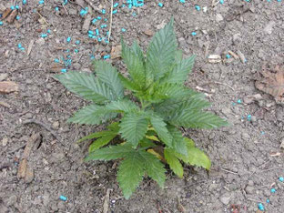 Hanf Cannabis in die freie Natur ausgesetz