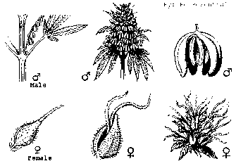 Erkennungsmerkmale der weiblichen sowie der männlichen Hanf bzw.Cannabisblüte