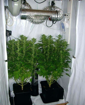 Einen Indoor Zuchtraum aufbauen