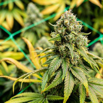reife cannabisblüte mit gelben blättern
