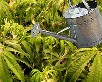 Cannabis - Hanf gießen