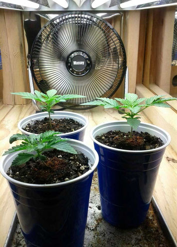 Wie viel Licht? Cannabis Sämline