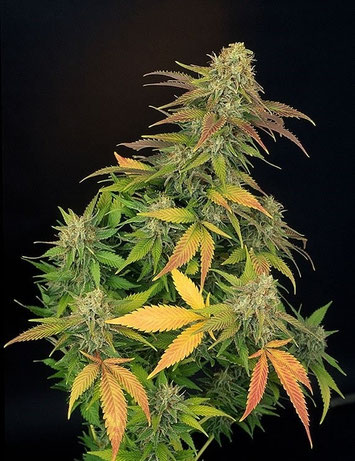 Master Kush Top Bud