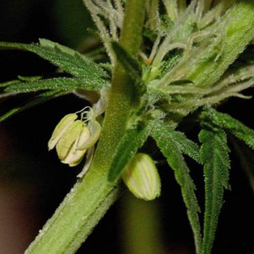 cannabis zwitter