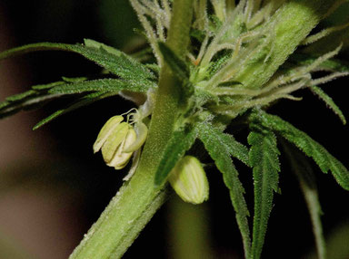 zwitter cannabis pflanze
