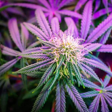 cannabis beleuchtet