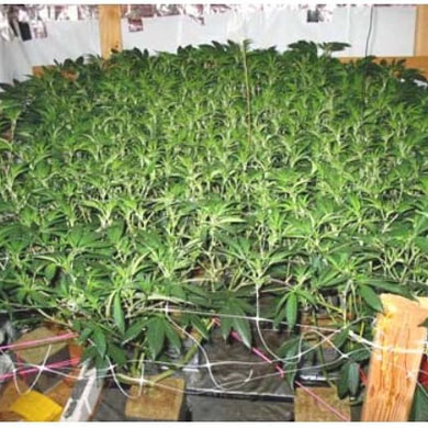 scrog in der vegetativen phase