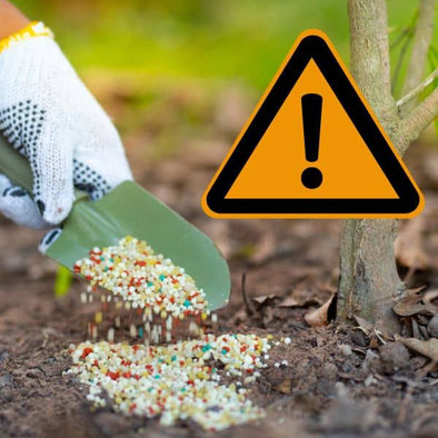 Dünger Ende der Blüte Vorsicht