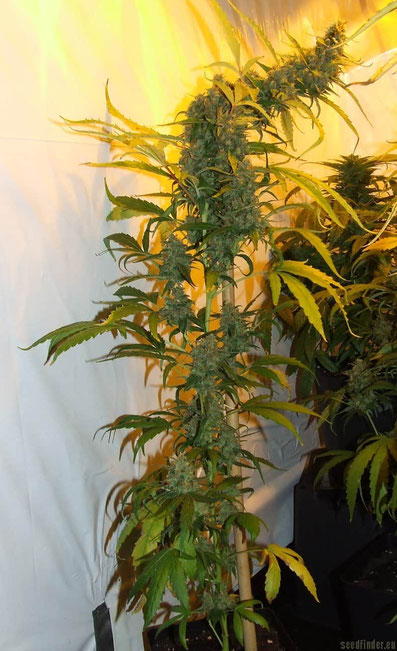 Double Gum Indoor Pflanze