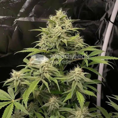 ak48 indoor pflanze