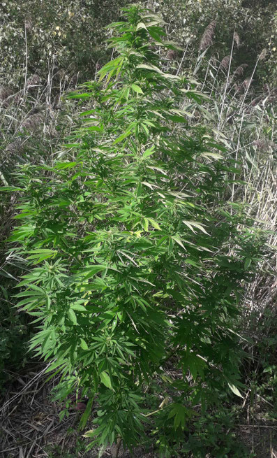 Early Skunk Outdoor Pflanze