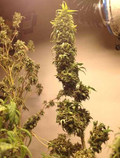 White Skunk Indoor
