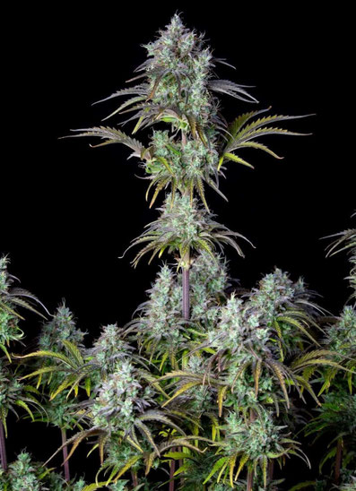 Big Bud Indoor Anbau