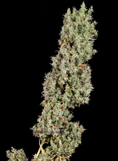 Ed Rosenthal Super Bud Top Bud