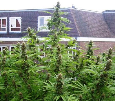 Early Skunk im Freien