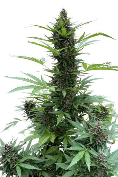 Ak 47 Outdoor Pflanze Autoflowerin