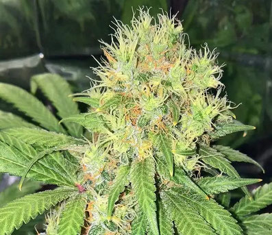 Early Skunk INdoor Blüze