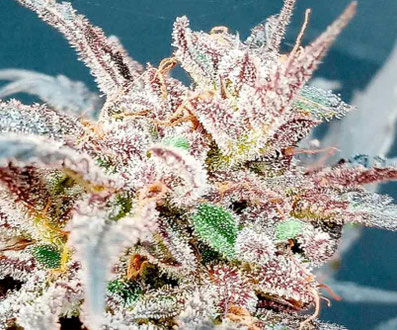 Sensi Purple Kush Nahaufnahme