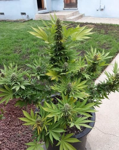Super Skunk im Topf Outdoor