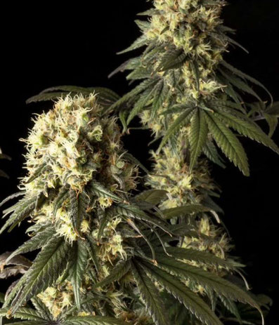 Jack Herer Blütenstände