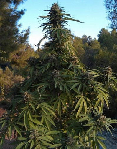 OG Kush Outdoor Anbau