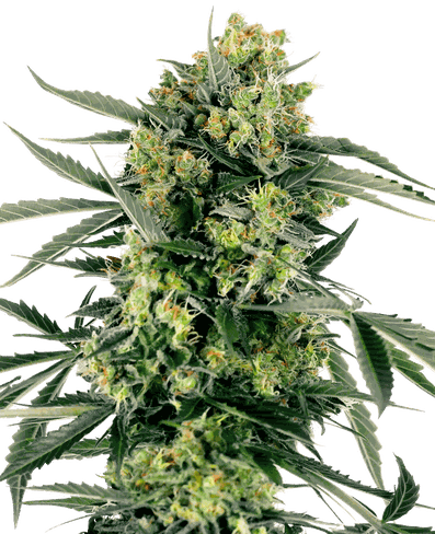 Blueberry Zkittlez Automatic Hanfsamen - Ein Geschmacksabenteuer