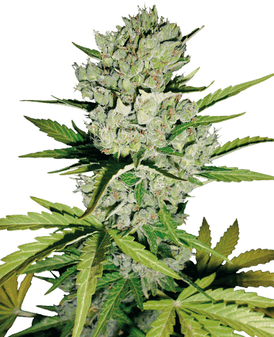 Super Skunk Automatic Hanfsamen