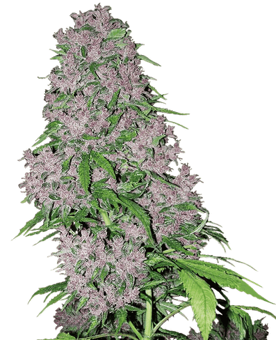 Purple Bud Hanfsamen