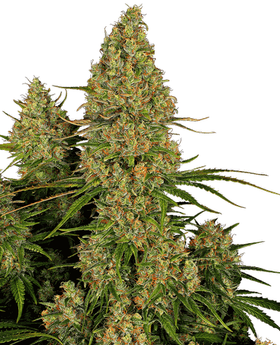 Sticky Orange XXL Automatic Hanfsamen