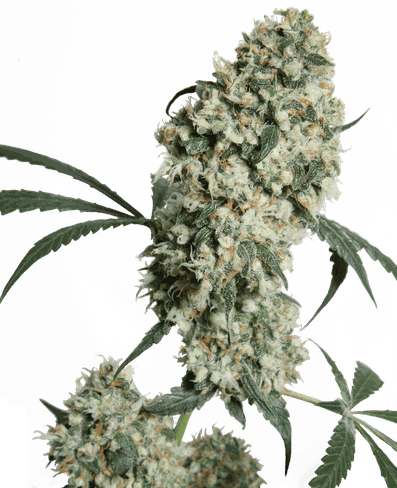 Ed Rosenthal Super Bud Reguläre Hanfsamen: Ein Erbe des Meisters