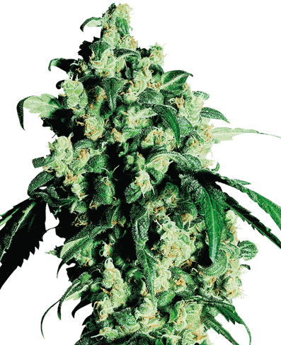 Super Skunk Reguläre Hanfsamen - Eine Legende der Cannabis-Zucht
