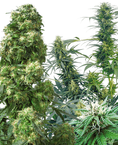 Outdoor Mix Reguläre Hanfsamen: Eine vielfältige Auswahl für den experimentellen Grower