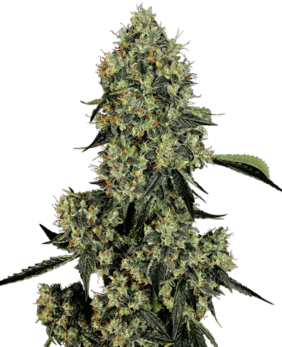 OG Kush feminisiert