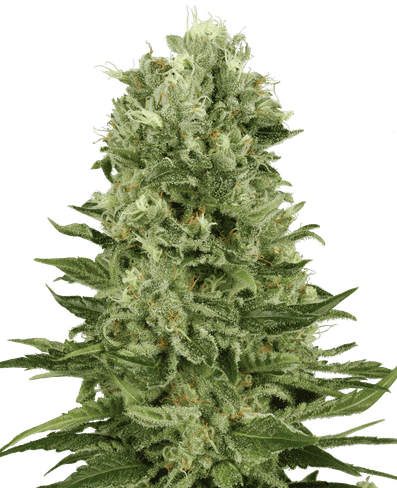 Skunk #1 Automatic - Eine Selbstblühende Legende