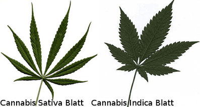 Hanf Cannabis Sativa / Cannabis Indica Blätter