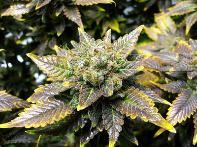 Kupermangel Cannabis