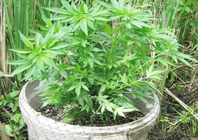 cannabis indoor oder outdoor umtopfen