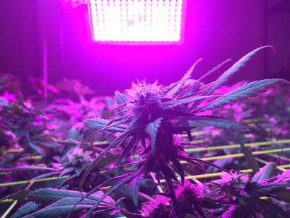 LED Grow Lampe mit Cannabis