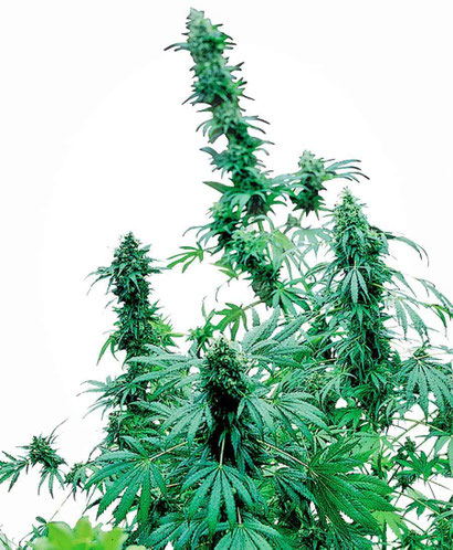 Early Skunk